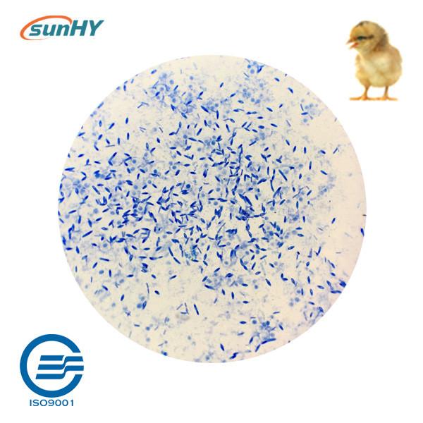 Blend Powder 200g/MT Probiotics For Animal Breeding Bird