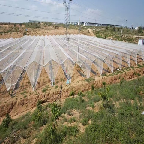 UV Treated Agricultural Hail Net For Safeguard Agricultural Crops