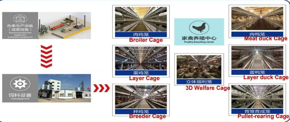 Low Maintenance Poultry House Equipment with 20+ Years Lifespan and 12,000 Eggs per Hour Collection