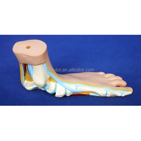 Categories Detailed Anatomy Structures 3D Biological Normal Flat and Arched Foot Models