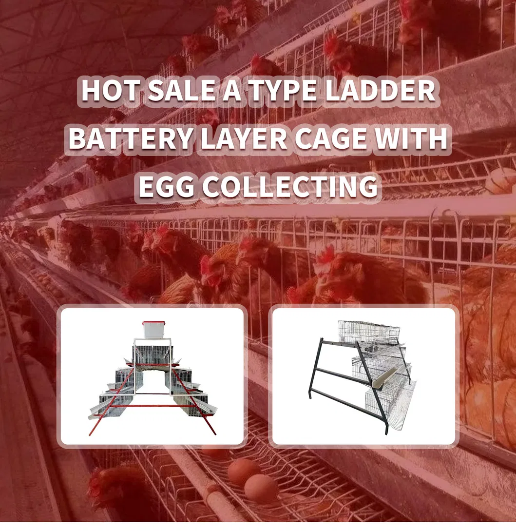 Hot Galvanized 3 Tiers 4 Tiers High Top A Type Layer Cage Chicken Brooder Box for Poultry Farming