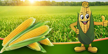 Biodegradable disposable compostable plastic bag and corn starch bag, Eco friendly biodegradable compostable plastic bag