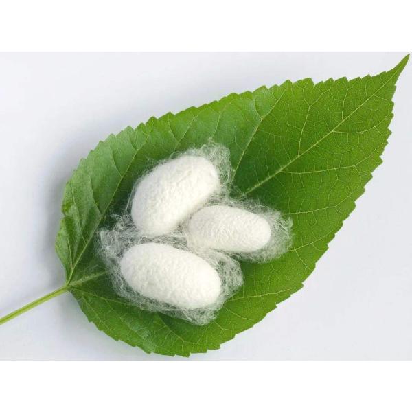 Hydrolyzed Silk Amino Acid Cosmetic Raw Material Silk Fibroin For Body Care Product