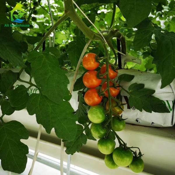 Equipamento de cultivo hidropônico de jardinagem Soilless personalizado do vertical dos sistemas