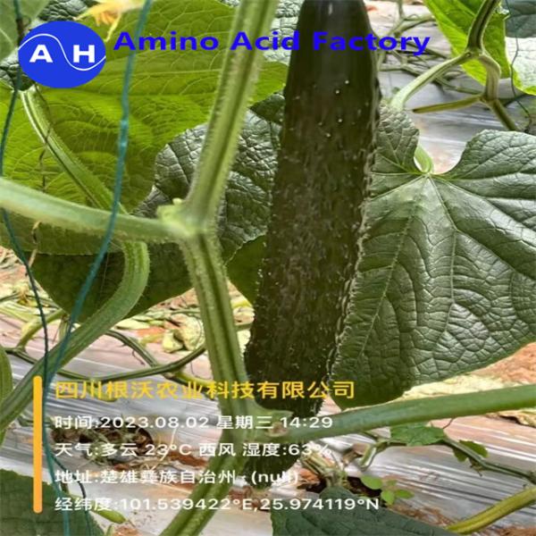 Л-аминокислотное удобрение для сельскохозяйственных культур