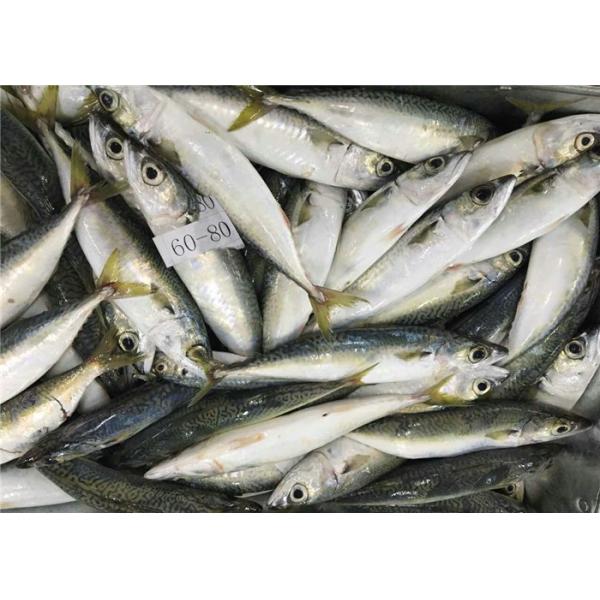 Скумбрия всего моря круга 60g 80g очень вкусного свежая замороженная