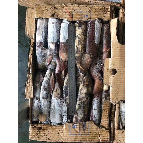 Кальмар 100 круга BQF хорошего цвета весь замороженный индийский - 300g
