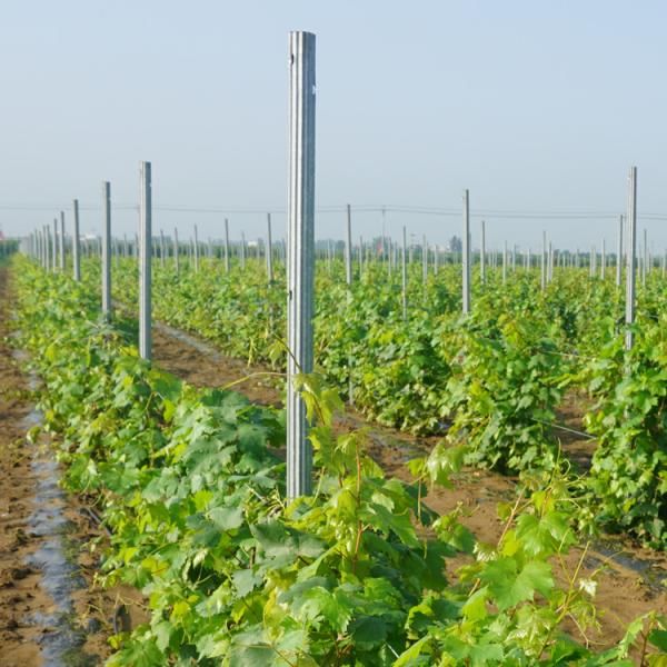 2.4m 2.5m Galvanised Steel Vineyard Posts Substitute Of Cement Posts And Wooden Posts