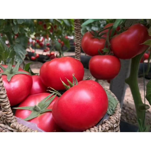 Удобрение Npk морской водоросли органическое жидкостное Foliar для земледелия