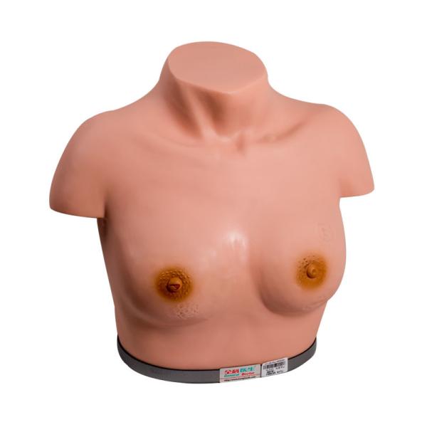 Inspection Palpation Breast Gynecologic Simulator For Training