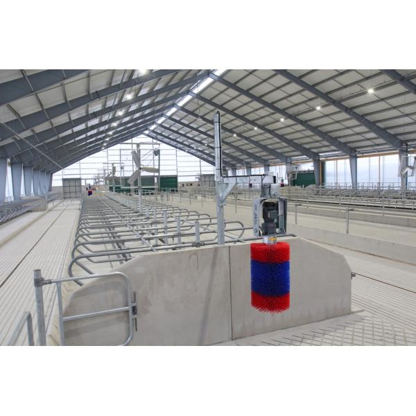 Покрашенные изготовленные коровьи сараи Стальная конструкция Конструкция для конюшен