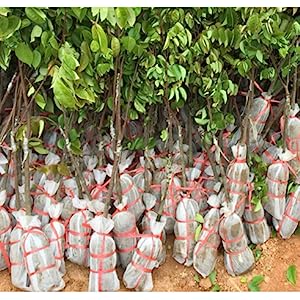 Nursery Growing Bags Large, 7.8x8.6 inches Biodegradable Fabric Seedling Grow Bag, Seed Starting Pots Pouches