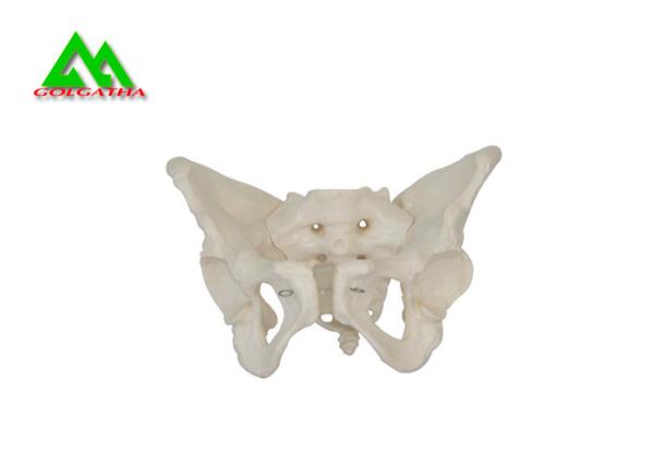Adult Female Pelvis Model Medical Teaching Models Life Size PVC Material