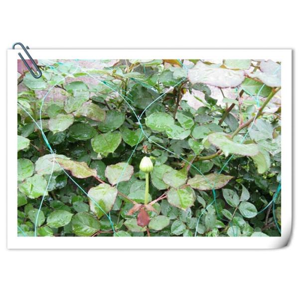 5ftx15ft Heavy Duty Plastic Garden Mesh For Climbing Plants And Vegetables