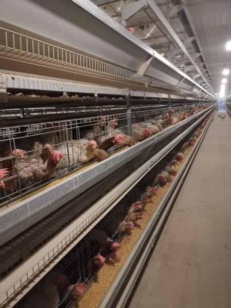 Q235 Galvanizado Tipo A Bateria camada Caixas de frango Automático de ovos Sistema de equipamento de criação de aves de capoeira