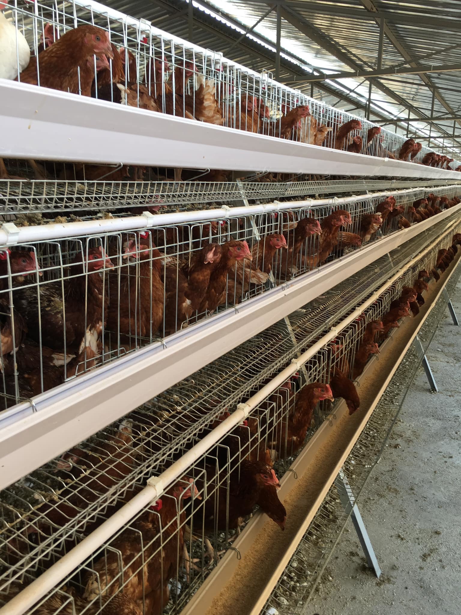 Poultry Farm A Frame Layer Cage Chicken Egg Laying Cages Anti Rust Easy