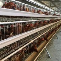 Cage de poulet d'oeufs de couche de 3 rangées