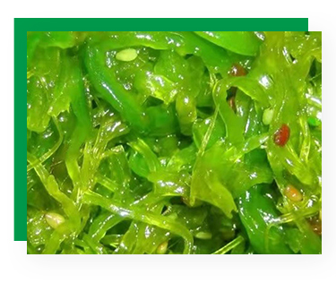 Shandong Frozen Seaweed Slices for Sweet and Sour Salad Seasoning 1 Year Shelf Life