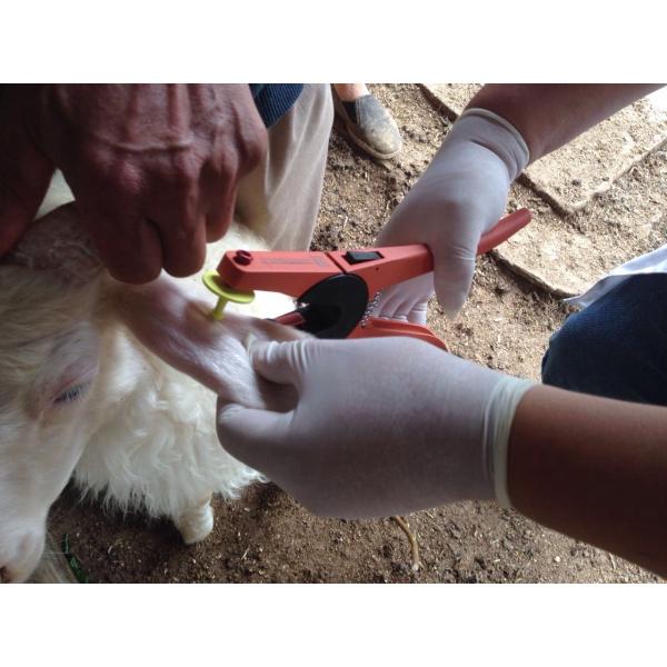 Бирки одного бортовые уха поголовья напечатанные для того чтобы не пронумеровать никакие руководство и токсические 62*40*29mm