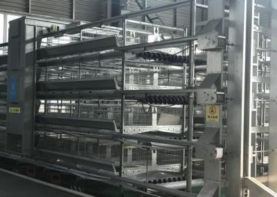 Stable Automatic Poultry Feeder System Chick Rearing Equipment 15-20 Years Lifespan