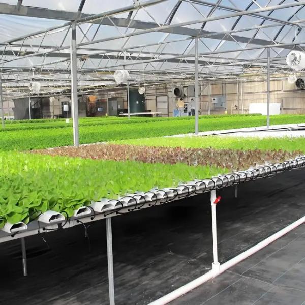 Serre en polycarbonate pour culture de laitue en substrat de qualité industrielle