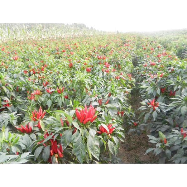 20000SHU Dried Chinese Chilis Vacuume Packing Spicy Chaotian / Tianjin Chilli