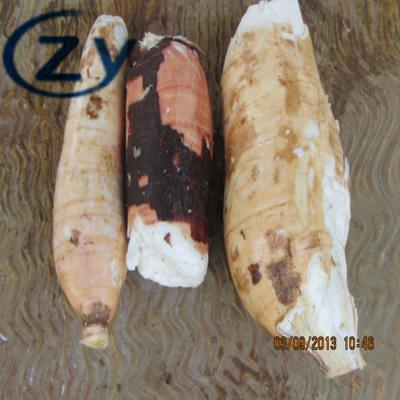 Casca de aço inoxidável de 304 mandiocas e fatura das tapiocas da máquina de lavar
