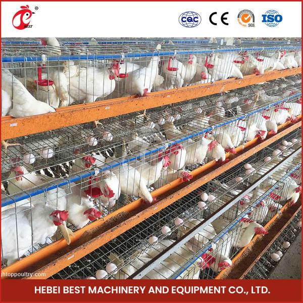 96 Birds Automatic Chicken Cage Equipment Battery Egg Layer Cage For Laying Hens In Nigeria Iris