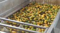 Alta tarifa de extracción de la alta de la pequeña escala planta de tratamiento eficaz del mango