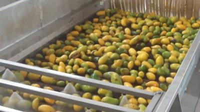 Taxa de extração alta da fábrica de tratamento eficaz alta da manga da pequena escala