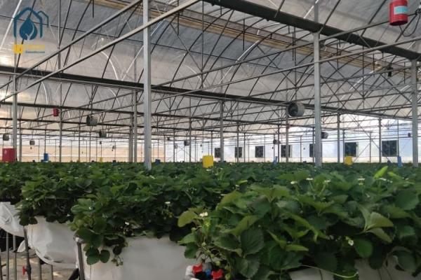 Agricultural Clear Plastic Greenhouse UV Resistant PE Film Greenhouse For Farms