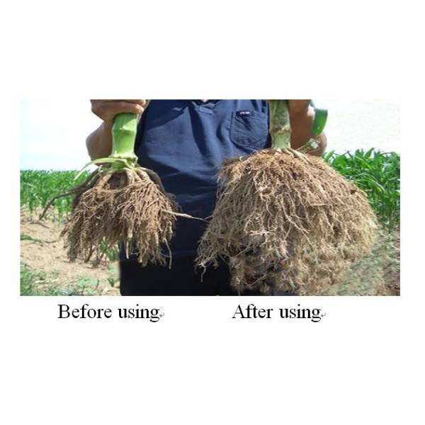 Расстворимое в воде железное удобрение Эддха засаживает предохранение обработки железодефицитной анемии