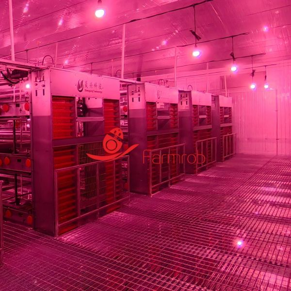 80000 Layer Chicken Cage System for Improved Rearing Conditions