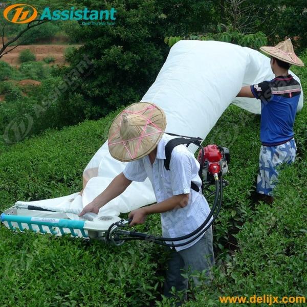 DL-4C-S39 31CC Backpack Tea Picking Machine for Tea Estate Cooling Type Air Cooling