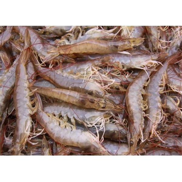 304 Stainless Steel Shrimp Processing Equipment , Shrimp Sorting Machine High Strength