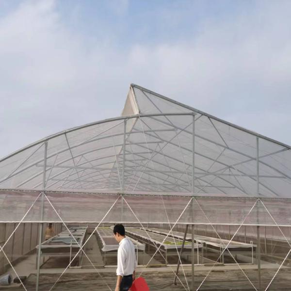 Serre à une seule étendue de 200 microns Serre agricole Climat tropical
