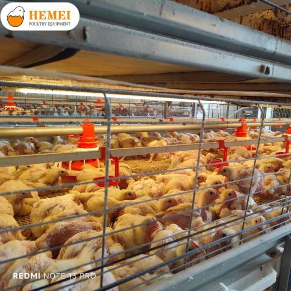 Multi Tier Automatic Bird Harvesting Broiler Chicken Cage