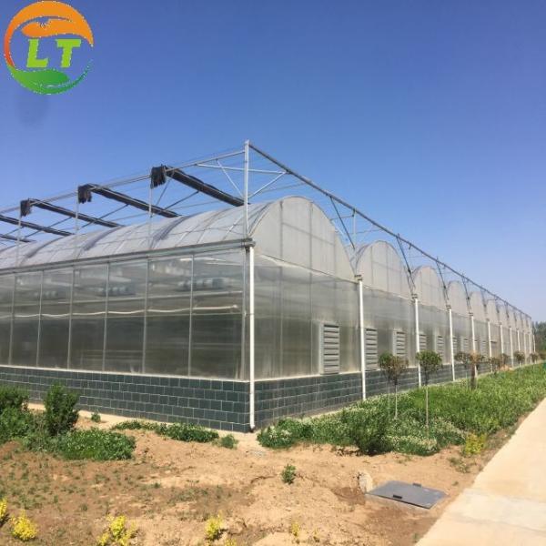 Vegetables Growing Multi-span Film Greenhouse 3m Height with Hot-dip Galvanized Pipe