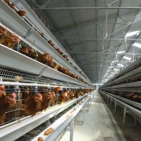 3-10 cage de volaille de couche pour le type support en acier galvanisé à chaud du poulet U