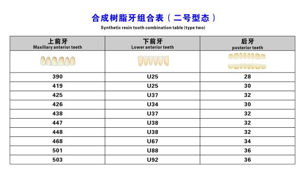 Acrylic Resin Denture Teeth Set Repair Surfaces 2 Layers Super Hard Synthetic Dental Teeth