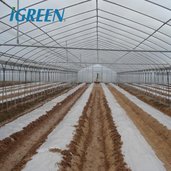 10m Tunnel Width Multi Span Greenhouse Steel Pipe Greenhouse For Hydroponic System