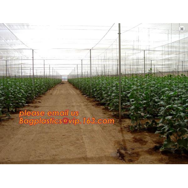 agriculture anti insect net on roll insect proof mesh for greenhouse,Greenhouse Anti Insect Netting /Agriculture Netting