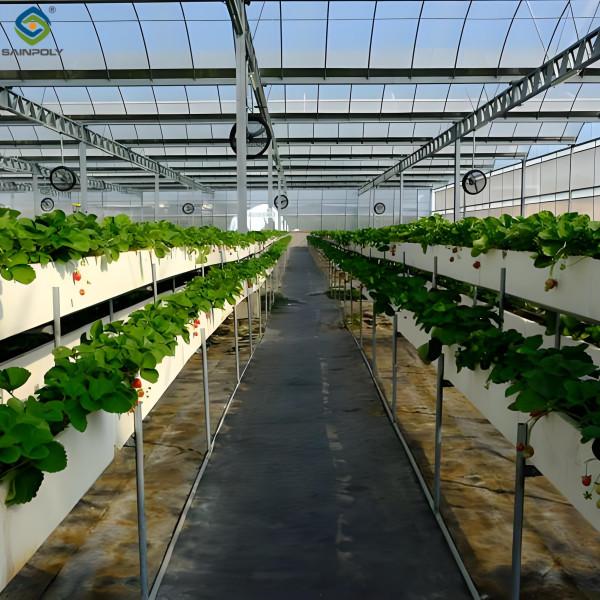Low Energy Consumption Strawberry Plant Greenhouse Customized 1.1m Height