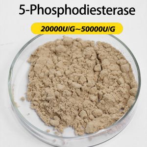 Type 5 phosphodiestérase 20000U/G enzyme, fabricant d'enzymes personnalisées, préparation enzymatique avec avantage de prix