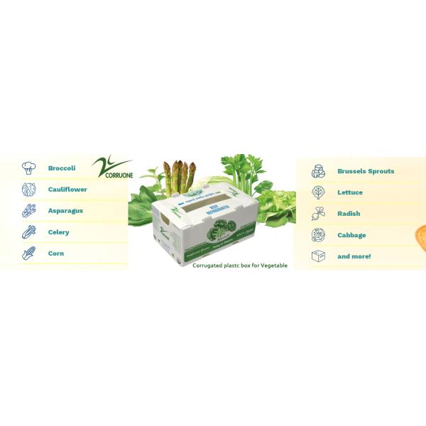 Коробка сота ящиков для хранения Корфлейт брокколи рифленая для плодов