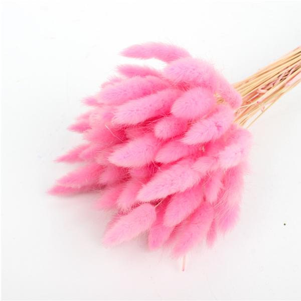 100% Natural Dried Rabbit Tail Grass , Pretty Dried Flowers Keep Freshness