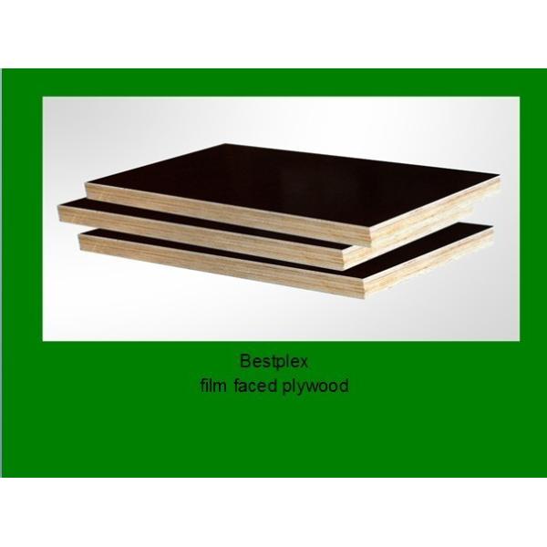 poplar plywood