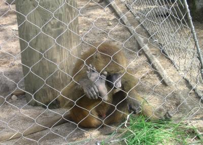 Rede atada 3.0mm animal zoológico de alta elasticidade da corda da malha do cerco