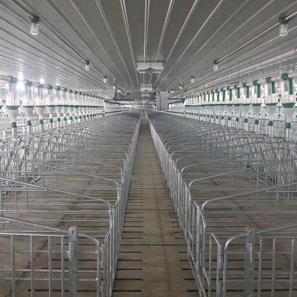 Automatic Disc Chain / Auger Feed Conveying System Pig Farming Equipment