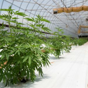 Поли-тунель 10х20 Светоотсутствие теплицы для выращивания трав